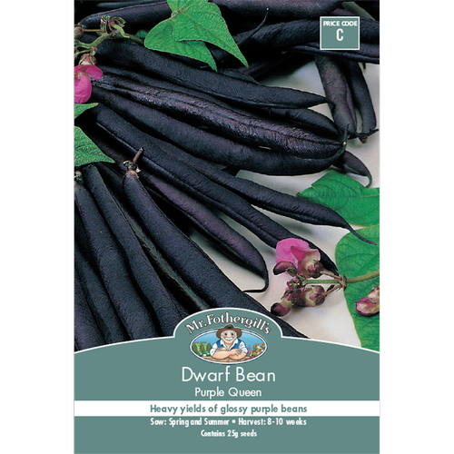Dwarf Bean Purple Queen