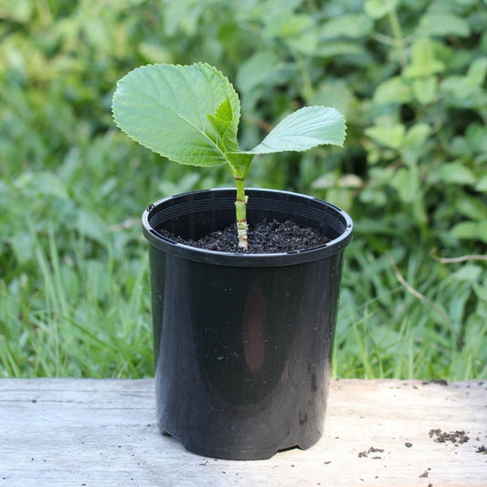 Seedling Medium Square Black