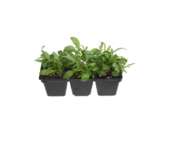 Pohlmans Seedlings
