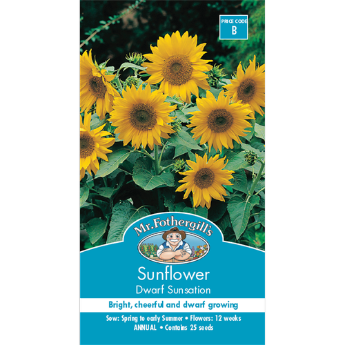 Sunflower Dwarf Sunsation